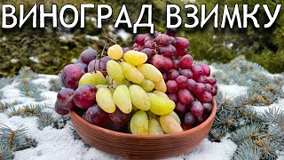 Свіжий виноград взимку. Як зберегти виноград до весни. Сорти винограду які можна зберігати зимою