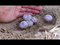 Aliens in the Desert - Abducted by Pholisma sonorae