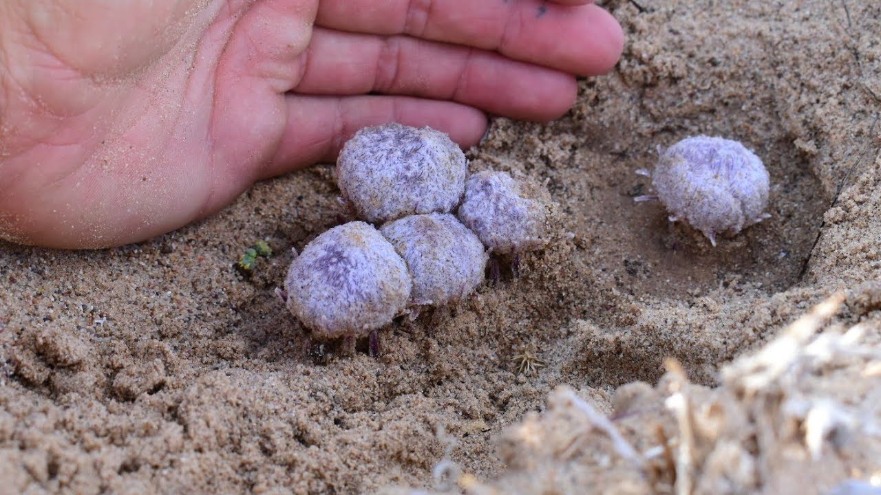 Aliens in the Desert - Abducted by Pholisma sonorae