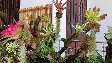 Bàn giao hồ cá Koi vách kính kết hợp phong cách bán cạn rừng nhiệt đới do team Avocado thi công