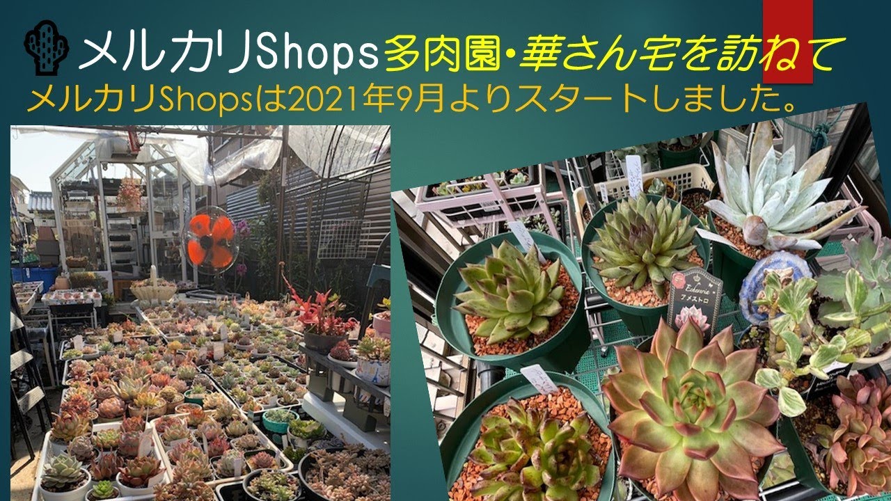 メルカリ便発送☆多肉植物 地雷蛙 ジライア(十兵衛×レッドフォーク) メルカリ便発送☆多肉植物 地雷蛙 ジライア(十兵衛×レッドフォーク