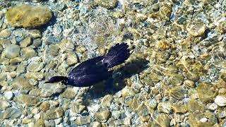 Little Shag Bird in Queesntown, New Zealand