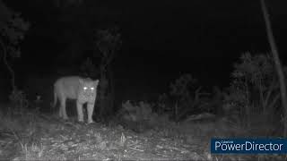 Os bichos e a Volta da Serra