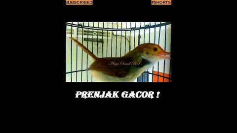 #shorts - Prenjak Gacor - Variasi Suara Pancingan Prenjak Lumut - Suara Pikat Prenjak Kepala Merah