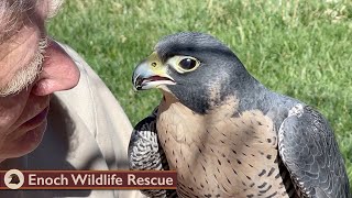 Time With Kate the Peregrine Falcon