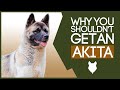 AKITA! 5 Reasons YOU SHOULD NOT Get a Akita Puppy!