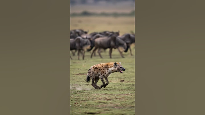 Hyena on the Hunt! Epic Wildlife Chase in the African Savanna!! #hyena #wildlife #africa #animal