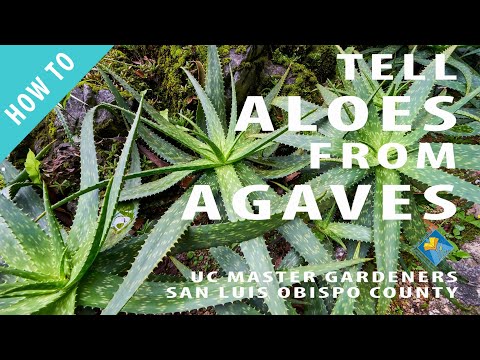 Wideo: Aloes kontra Rośliny agawy: jaka jest różnica między aloesem a agawą?