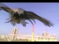 Raven attacks rc plane