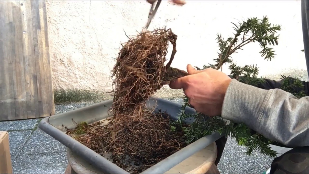 Bonsai 20191 Taxus umtopfen Die Eibe zieht um! YouTube