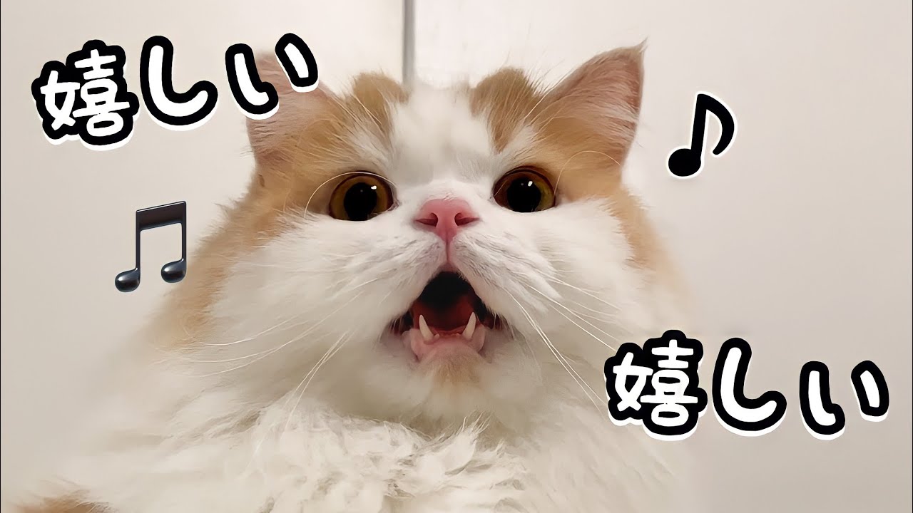 じゃれ猫 じゃれねこ『6月☆73 | レモン×うさぎ♡』 かわいい