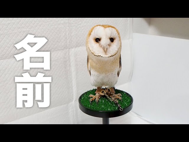 フクロウの名前が決まったので呼んでみた