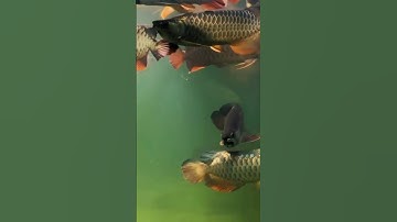 Nông trại cá Rồng Hồng Anh