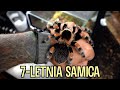 Nowe terraria dla TRZECH WIELKICH SAMIC z Ameryki 😍 Brachypelma, Tliltocatl, Pamphobeteus