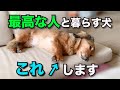最高の飼い主と暮らしている犬だけが見せる仕草7選【犬の仕草】