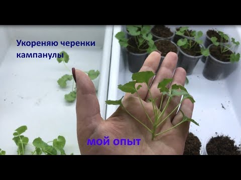 Как я укореняю черенки кампанулы