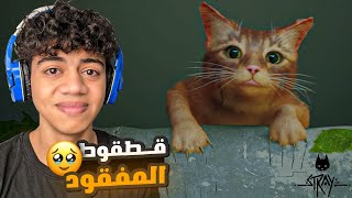 مغامرات قطة شارع مياووو😸 - Stray