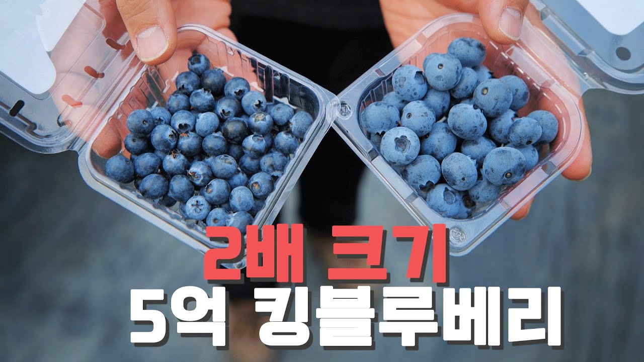 [역전의부자농부 355회] 왜 이렇게 달라요..? 5억 킹블루베리