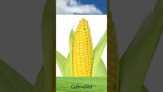 Wild v/s Cultivated Produce shorts science hindi agriculture fruit