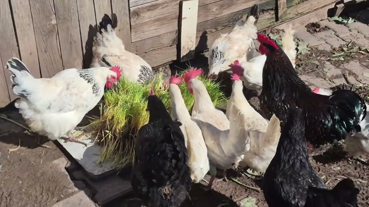 CİVCİVLERİMİZ BÜYÜYOR- ARPA HASILI - YUMURTA TOPLAMA- YENİ LİGHT BRAHMA HOROZUMUZ