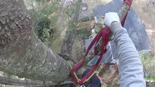 &quot;Pines of the Times&quot; Pine Tree Removal in a Tight Spot with Obstacles Below - Part 3 - (2019)