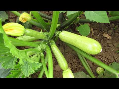 Video: Tohumlardan Kabak Nasıl Yetiştirilir