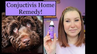 Conjuctivitis in Dogs  Home Remedy!