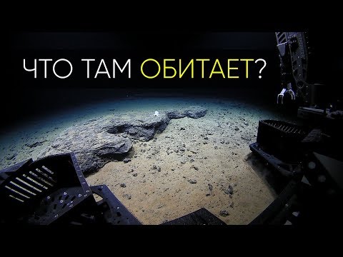 ЧТО ОБНАРУЖИЛИ ГЛУБОКО ПОД ЗЕМЛЕЙ? КТО ТАМ ОБИТАЕТ?