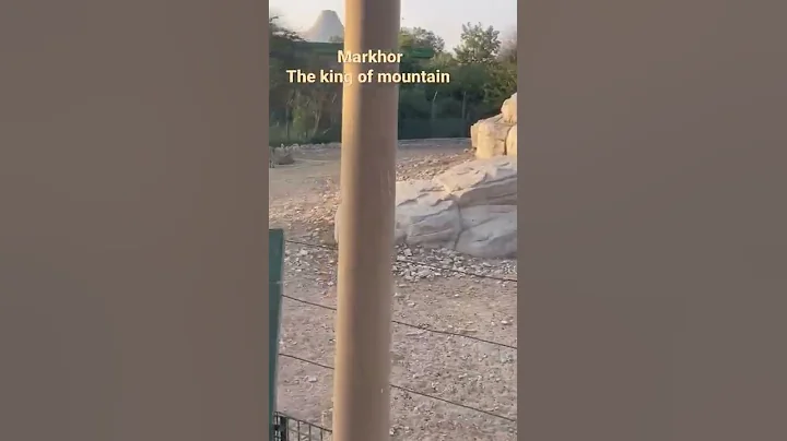 Markhor the king of Mountain