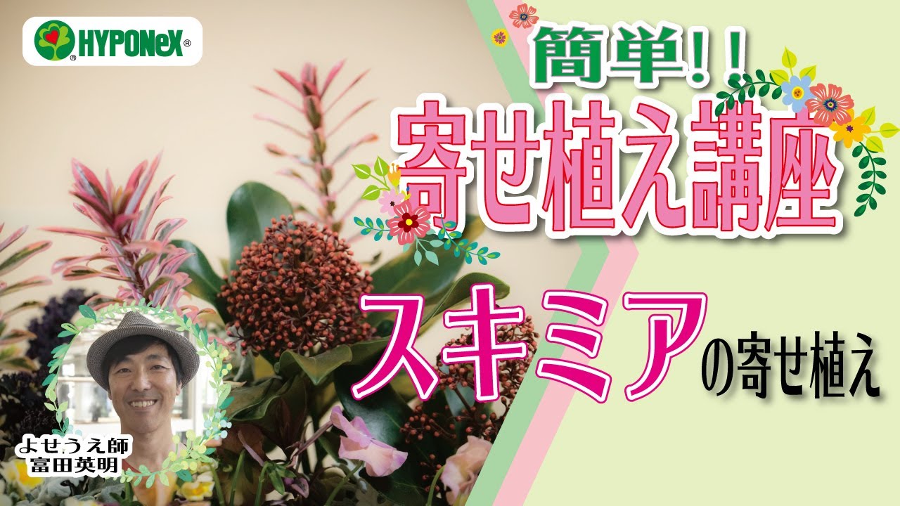 004 シックで動きのあるスキミアの寄せ植え 簡単 寄せ植え講座 Youtube