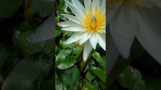 ලස්සනයි ද  srilanka tiktok india flower