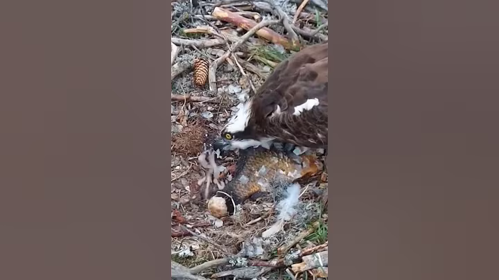[P#1675] - Review birds nest life, the mother birds feeding her babies in their nest #birdslover