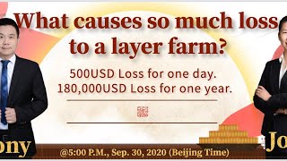 Soft egg-Big Problem with Layer Production-How to solve soft egg problem