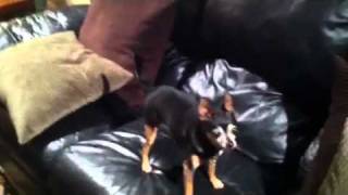 Little chihuahua has spaz attack