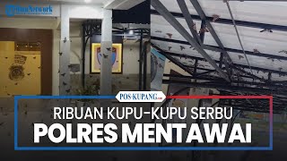 Ribuan Kupu-kupu Serbu Polres Mentawai