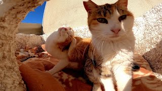 晴れた日は猫ハウスの屋根を開けて日光を入れます