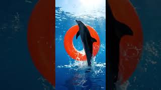 Dolphin Jumps Through Ring   Changes  Color insane  Movement  shortsfeed explore explorefeed