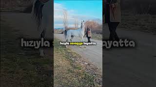 Gerçek Savaşçı Kimdi? Komutan Mı, Yoksa Bu Atlar Mı?