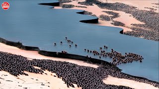 Họ Thả Hàng Trăm Con Hải Ly Vào Sa Mạc Khô Cằn, Kết Quả Sau Đó Gây Sốc Cho Cả Thế Giới | T10HB