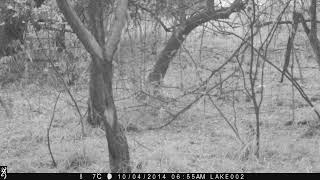 Springbok on Trail Cam