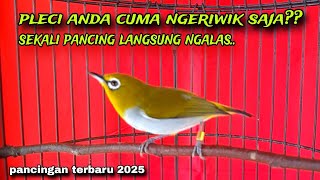 Masteran!!! Pancingan Pleci Bahan Biar Cepat Ngalas Terbaru 2025