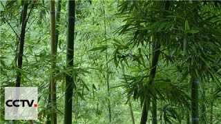 Документальные фильмы: Песнь о лесах Серия 10 Бамбук под дождем и ветром Часть 2