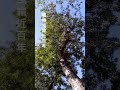 年高的喬木 年高的喬木