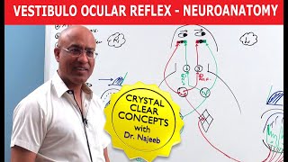 Vestibulo Ocular Reflex | Neuroanatomy