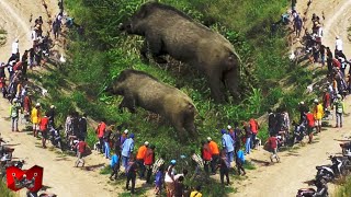 Warga Sampai Takut Keluar Rumah!! Pertarungan Dan Serangan Babi Hutan Yang Mengerikan Terekam Kamera