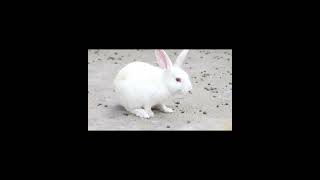 A Cute White Rabbit on the Sacred Way to Kainchi Dham 🙏