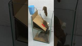 Best Homemade Mouse Trap Ideas Using Cardboard #Rattrap #Rat #Mousetrap #Shorts