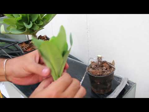 How to Grafting Euphorbia Milii(Crown of Thorns) #Siam_Euphorbia