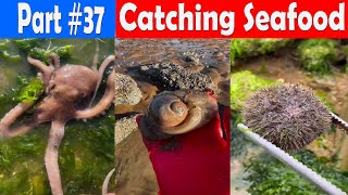 Catching Seafood 🦀🐙 ASMR Relaxing (Catch Shark , Catch Fish ,Deep Sea Monster ) #37