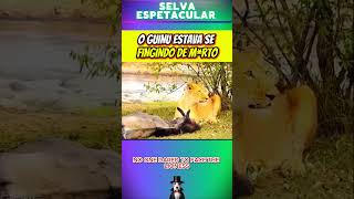 O GNU estava fugindo do LEOPARDO #vidaanimal #vidaanimal #selva #leopardo #gnus #selvagem